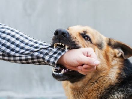 Featured graphic for: What To Do if Someone’s Dog Bites You in Texas